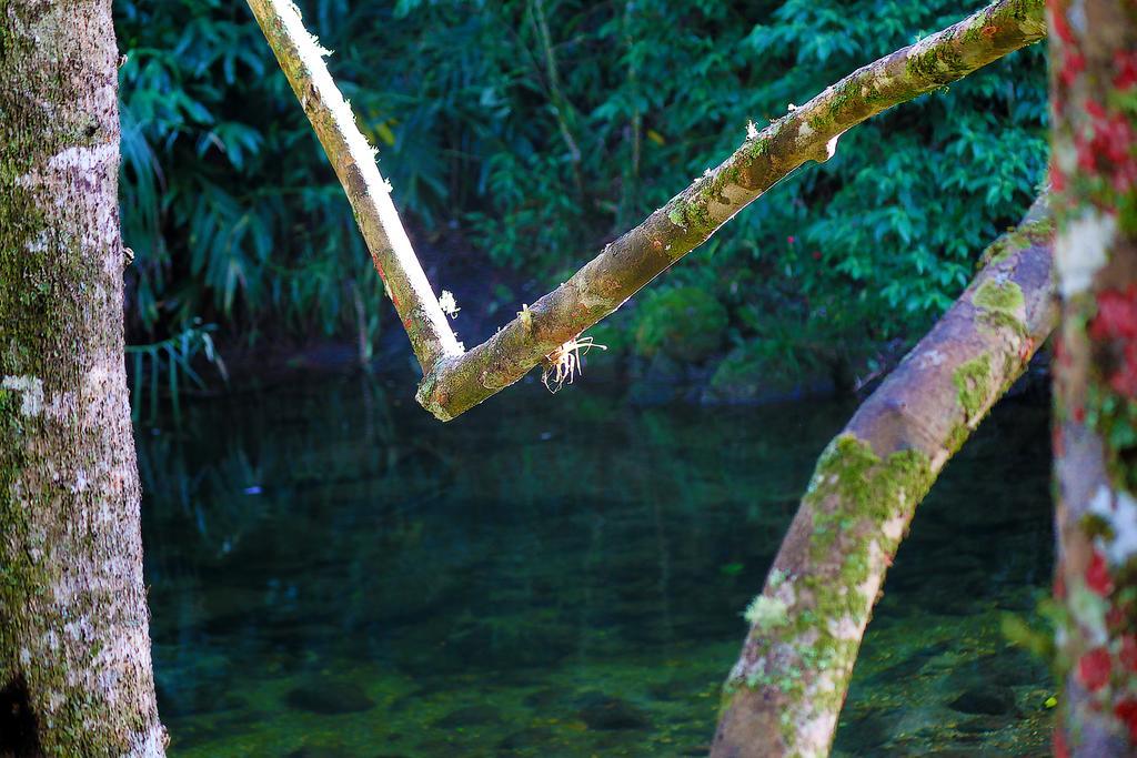 Refugio Ecologico Amadamata Hotel Nova Friburgo Eksteriør billede